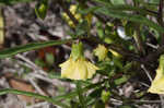 Coastal groundcherry